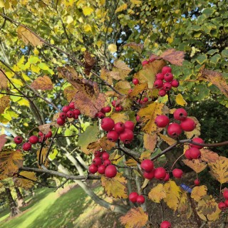 Crataegus ellwangeriana 'Fire Ball' - autumn fruit