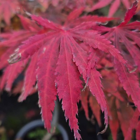 Acer palmatum 'Extravaganza' - autumn colour