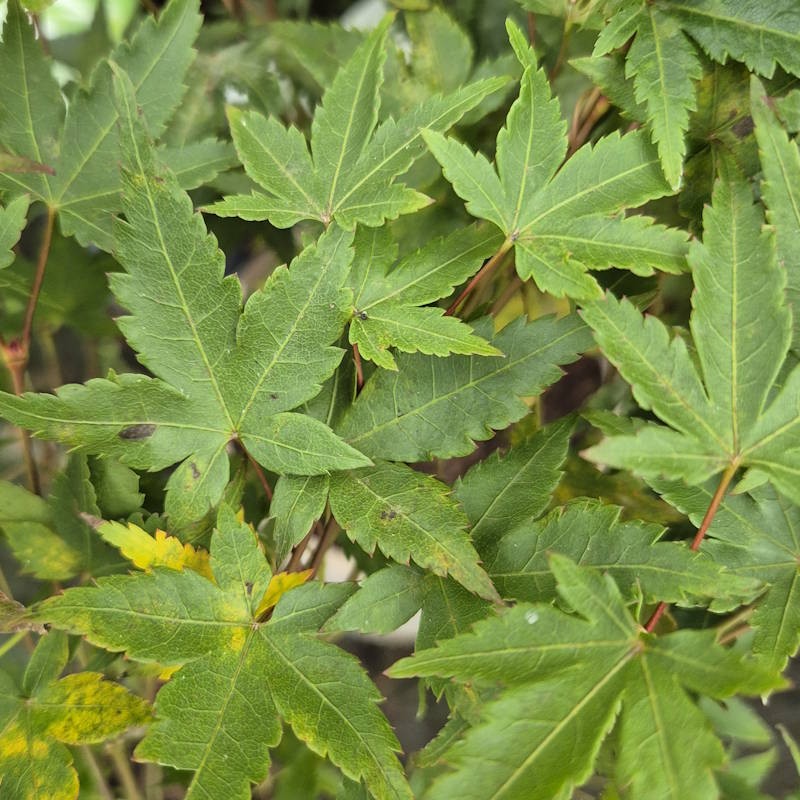 Acer palmatum 'Mapi-no-machi-hime'