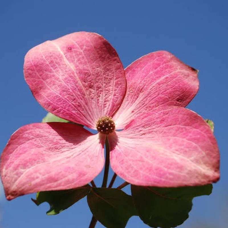 Cornus kousa 'Radiant Rose' - flower bract