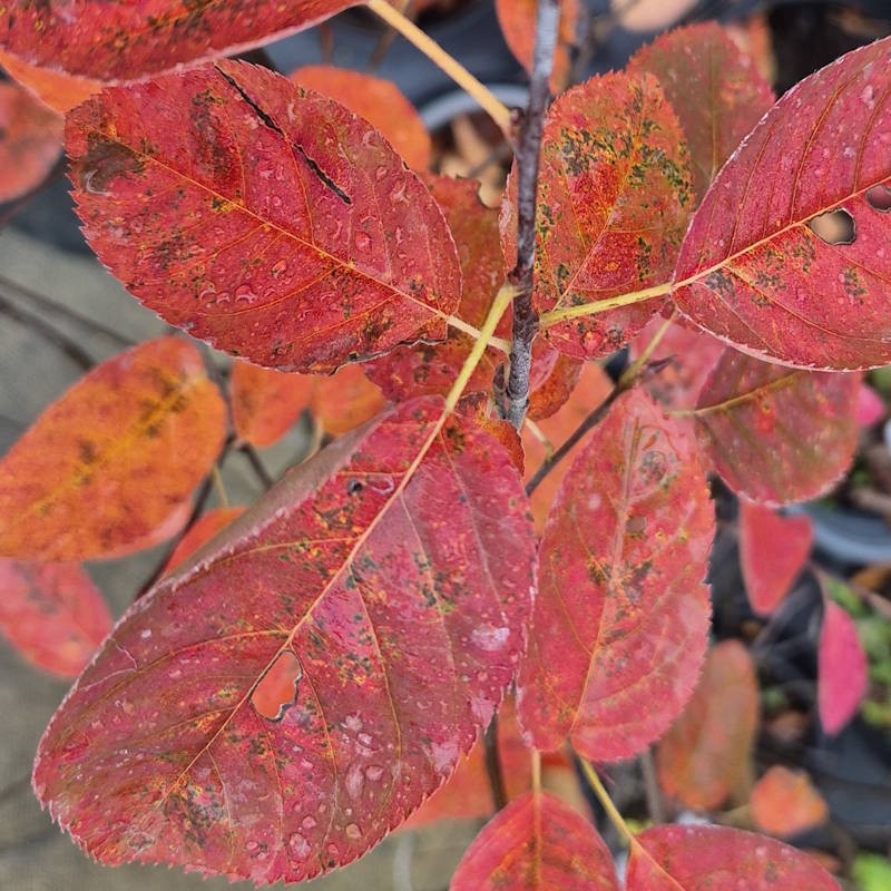 Amelanchier lamarckii - autumn colour