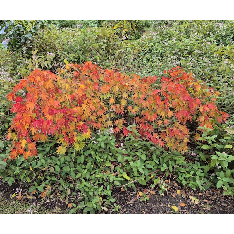 Acer palmatum 'Westonbirt Spreading Star' - established plant