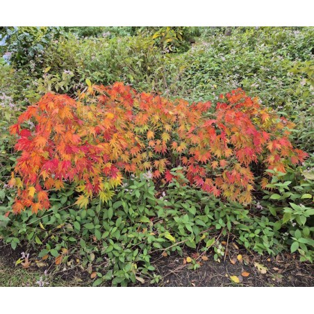 Acer palmatum 'Westonbirt Spreading Star' - established plant