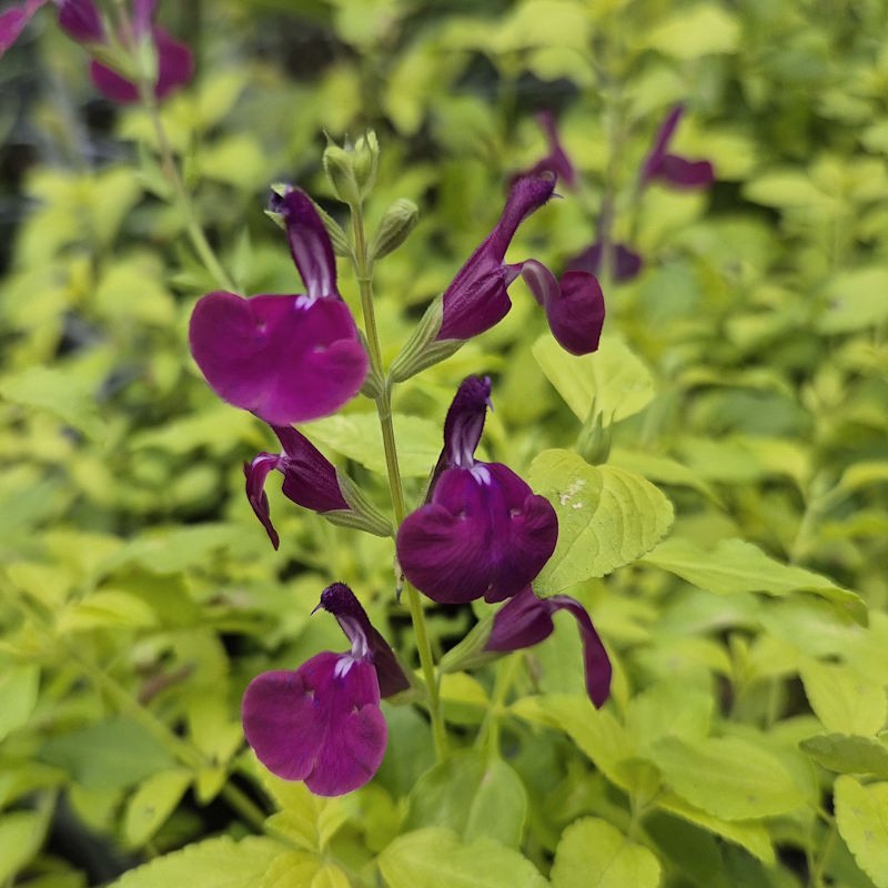 Salvia 'Golden Roseine' - flowers