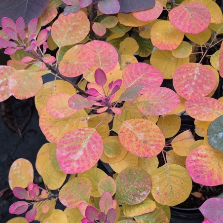 Cotinus coggygria 'Flamissimo' - autumn colour