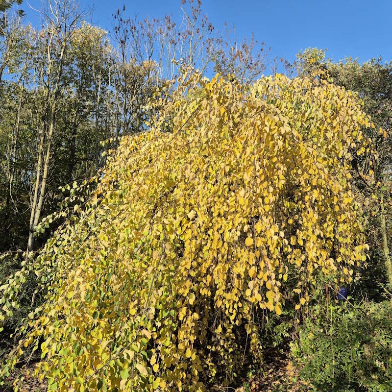 Cercidiphyllum japonicum 'Pendulum' - yellow autumn colour