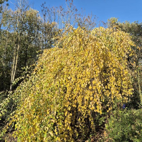 Cercidiphyllum japonicum 'Pendulum' - yellow autumn colour Cercidiphyllum japonicum 'Pendulum' - yellow autumn colour