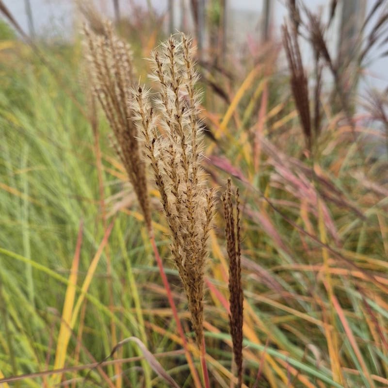 Miscanthus sinensis 'Neil Lucas' - flower heads in autumn
