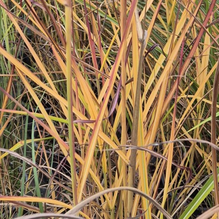 Miscanthus sinensis 'Neil Lucas' - autumn