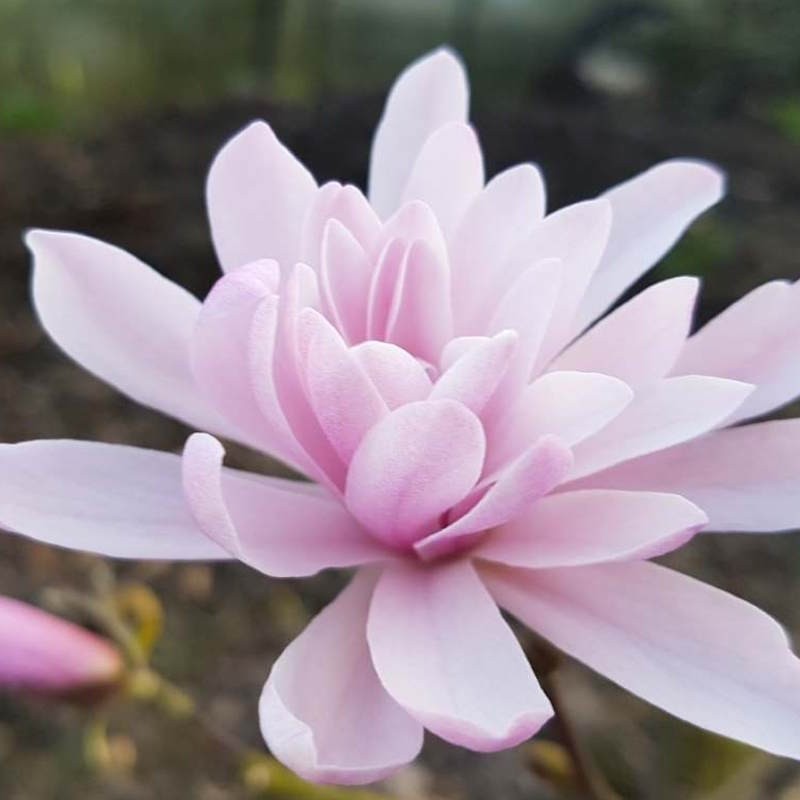 Magnolia stellata 'Jane Platt' - flowers