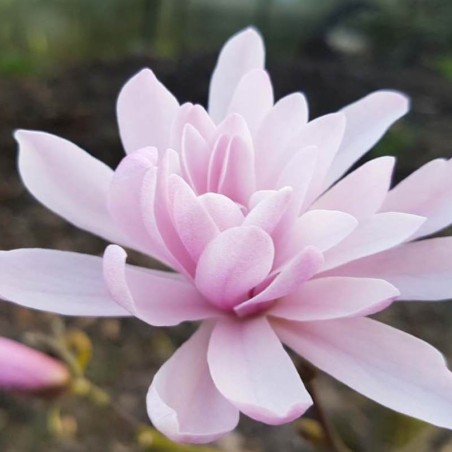 Magnolia stellata 'Jane Platt' - flowers