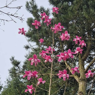 Magnolia 'Westonbirt Hope' - spring flowers