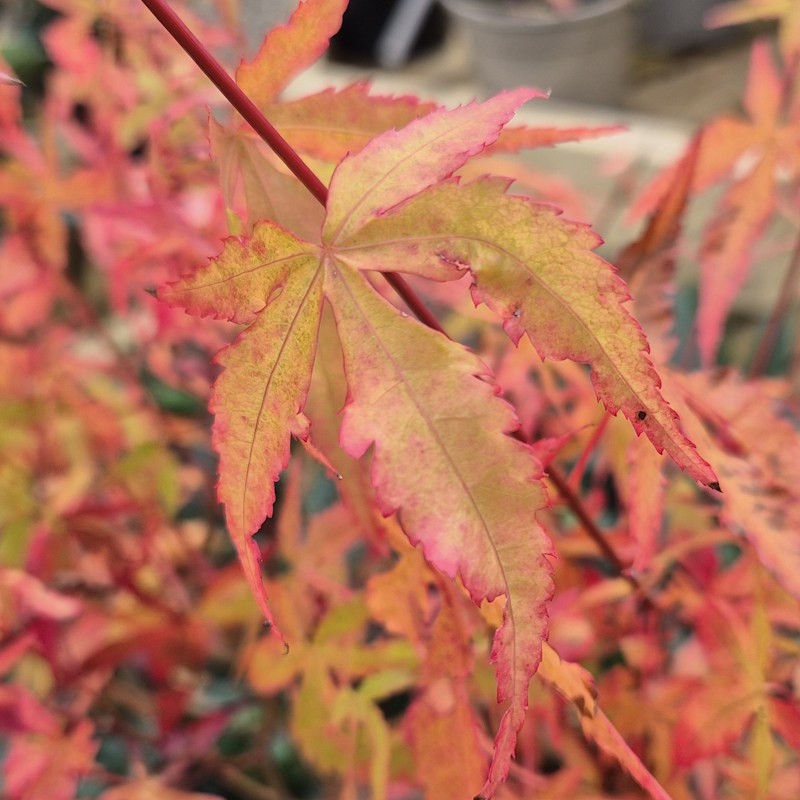 Acer palmatum 'Cascade' - autumn colour