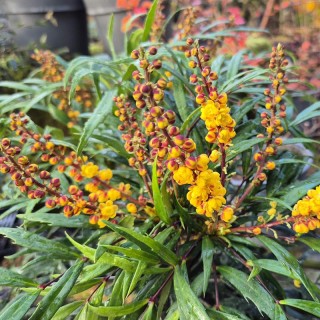 Mahonia 'Volcano' - autumn flowers