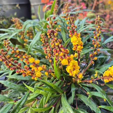 Mahonia 'Volcano' - autumn flowers