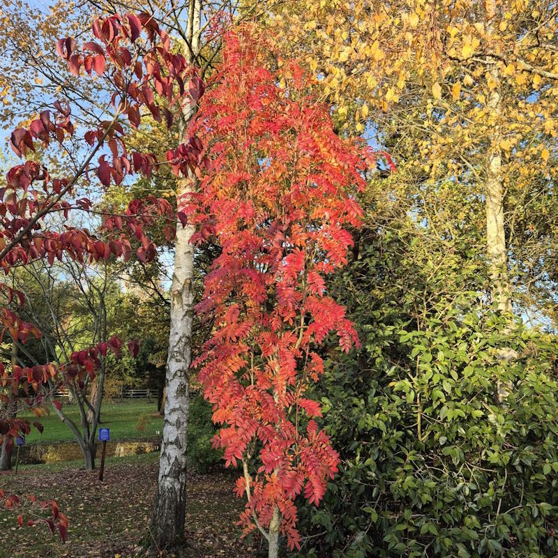 Sorbus 'Autumn Spire'  - autumn colour