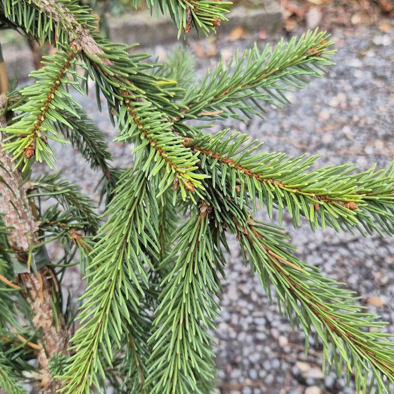 Picea abies 'Reflexa' - weeping branches