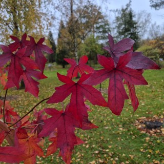 Liquidambar styraciflua 'Black Beauty' - autumn colour