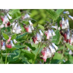 Symphytum 'Hidcote Blue' - spring flowers