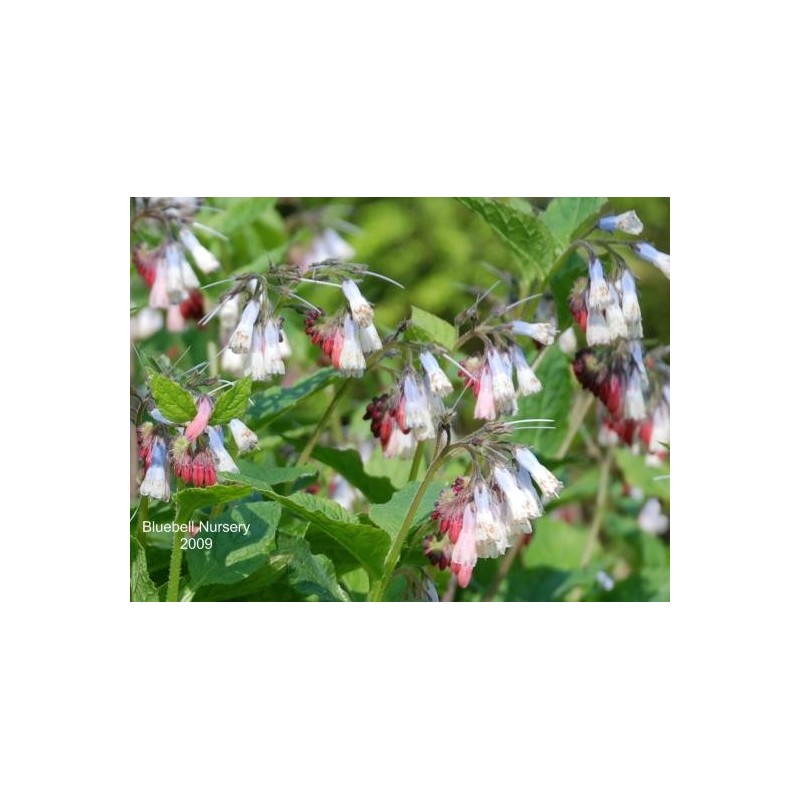 Symphytum 'Hidcote Blue' - spring flowers