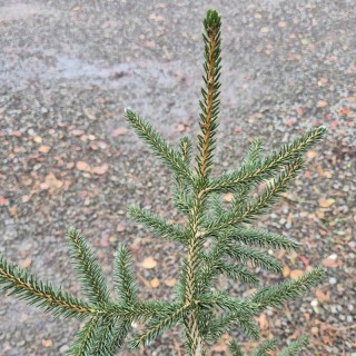 Picea orientalis 'Golden Start' - dark green summer foliage