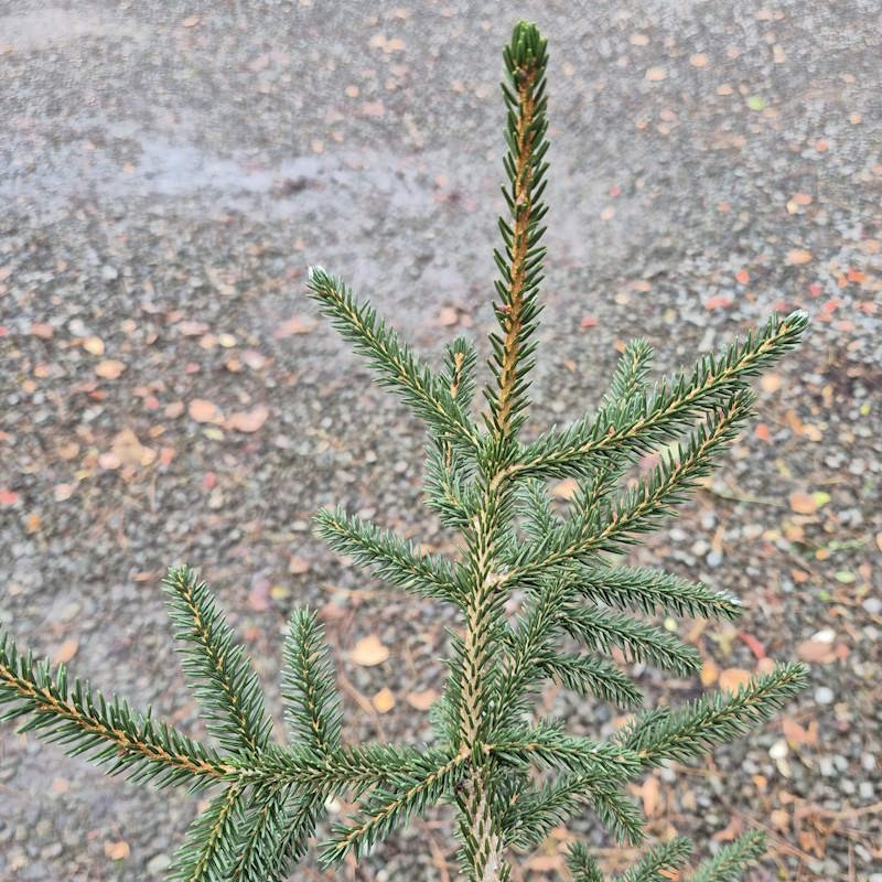 Picea orientalis 'Golden Start' - dark green summer foliage