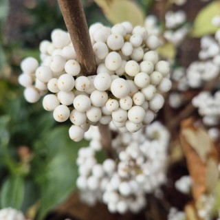 Callicarpa bodinieri 'Magical Snow Queen' - berries in autumn