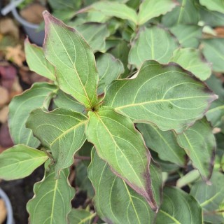 Cornus kousa 'Flower Tower'