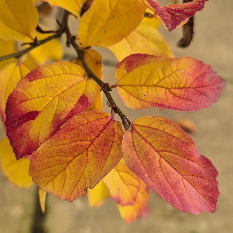 Parrotia persica 'Persian Spire' - autumn colour