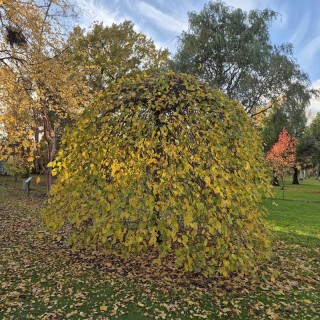 Carpinus betulus 'Pendula' - autumn colour