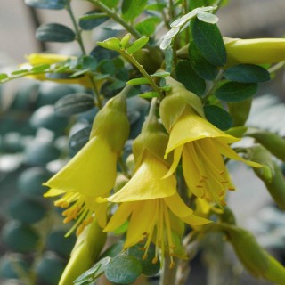 Sophora 'Sun King' - flowers