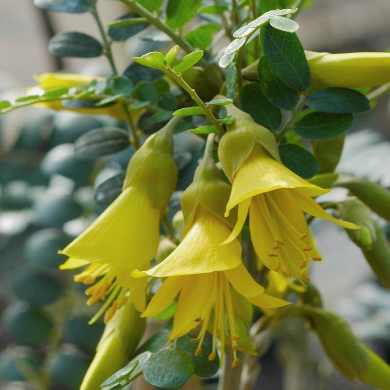 Sophora 'Sun King' - flowers