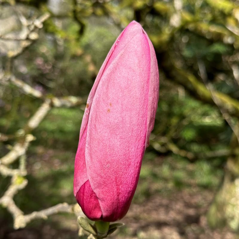 Magnolia 'Star Wars' - flower buds opening