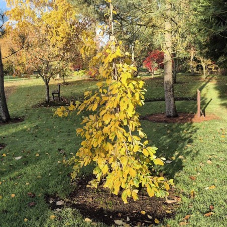 Hamamelis vernalis 'Lombards Weeping' - autumn colour