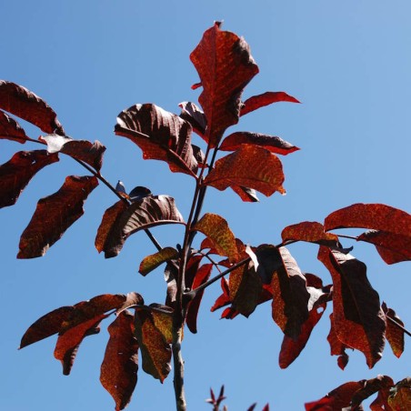 Juglans regia 'Purpurea'