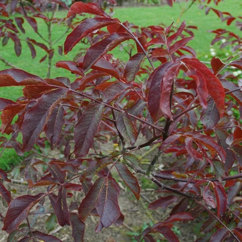 Juglans regia 'Purpurea'