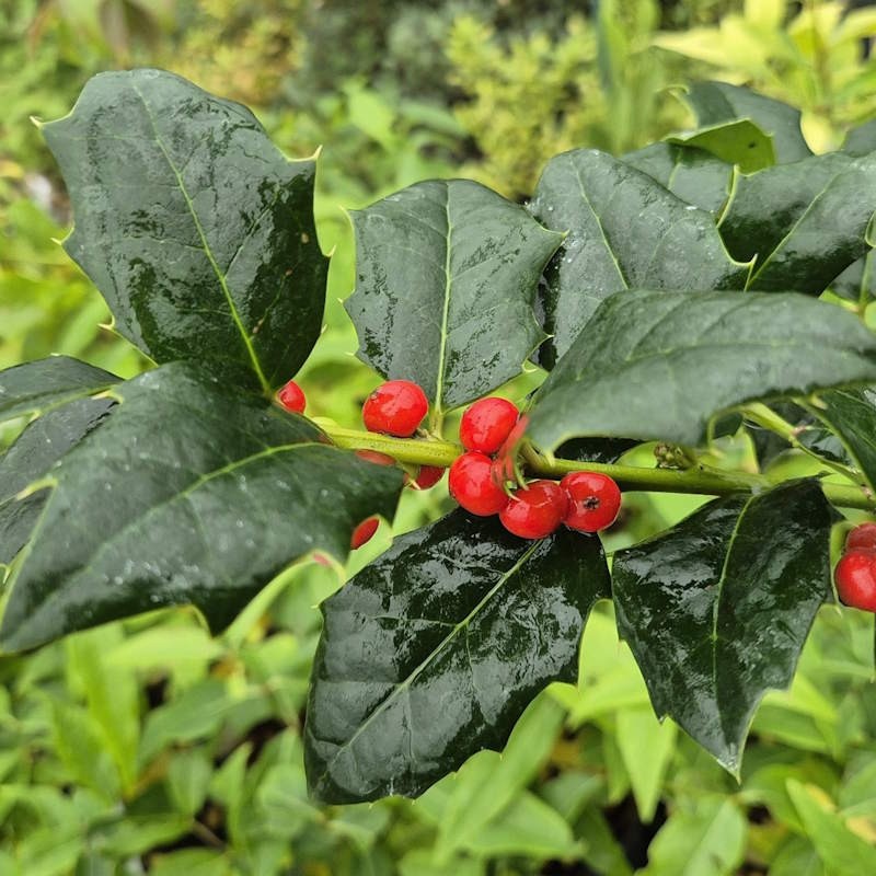 Ilex colchica - berries