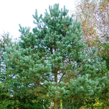 Pinus sylvestris (Scots Pine)