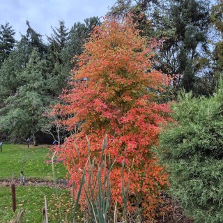 Nyssa sylvatica 'Red Rage' - autumn colour