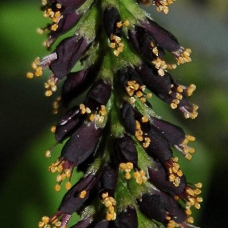 Amorpha fruticosa - dark purple-black flowers