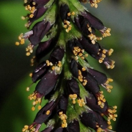 Amorpha fruticosa - dark purple-black flowers