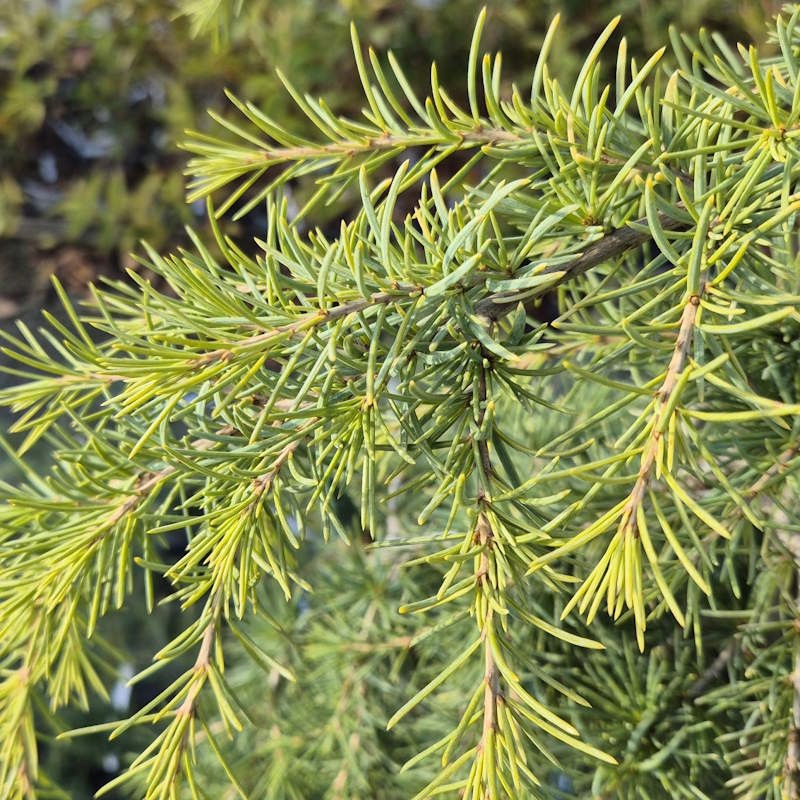 Cedrus deodara 'Aurea' - golden-green leaves