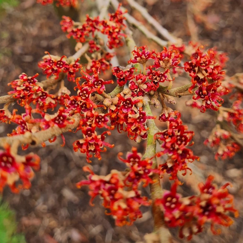 Hamamelis vernalis 'Lombarts Weeping'