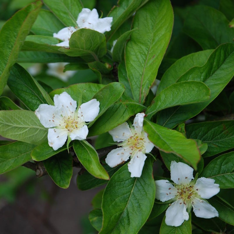 Mespilus germanica 'Nottingham' - flowers