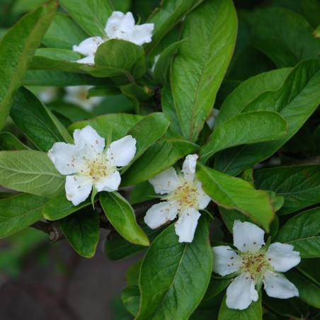 Mespilus germanica 'Nottingham' - flowers
