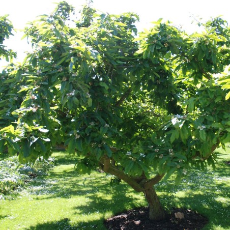 Mespilus germanica 'Nottingham' - established tree