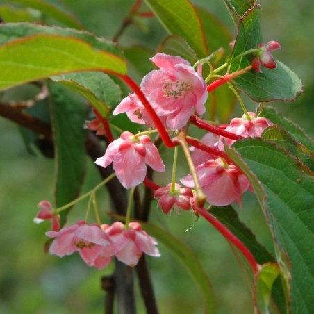 Actinidia tetramera var. maloides - flowers