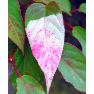 Actinidia tetramera var. maloides - leaf variegation