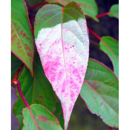 Actinidia tetramera var. maloides - leaf variegation