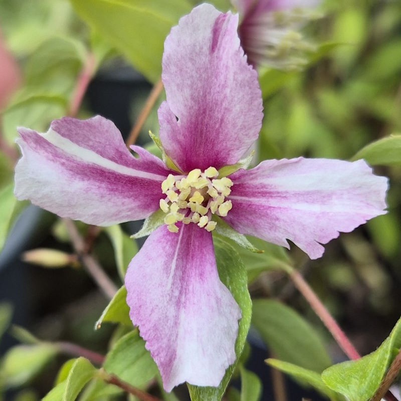 Philadelphus ‘Petite Perfume Pink’ - pink flowers